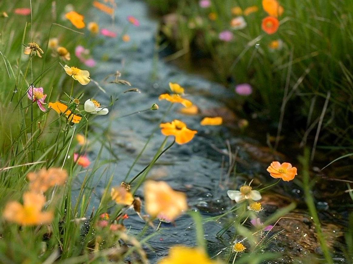 Discover the enchanting world of wildflowers on an expedition.