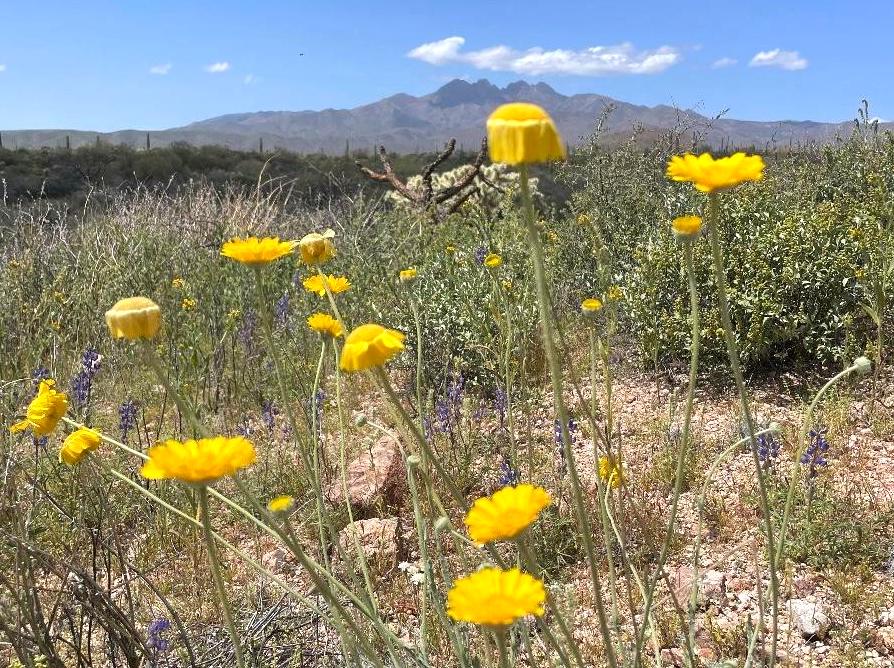 Learn about vibrant wildflowers through a guided exploration.