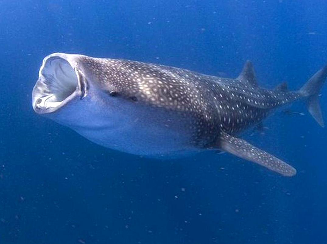 Experience the Beauty of Whale Sharks While Snorkeling