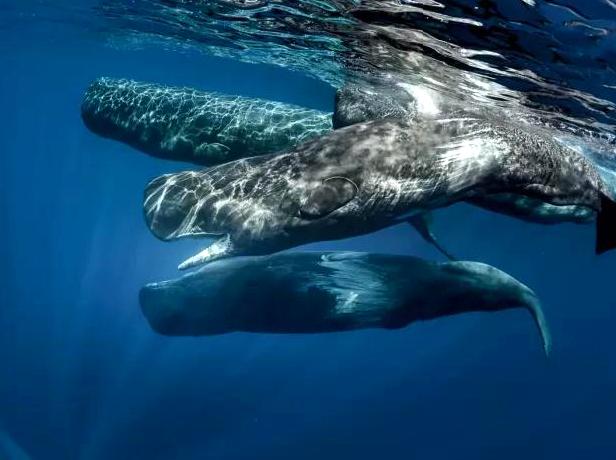 Explore the Waters Alongside Giant Whale Sharks