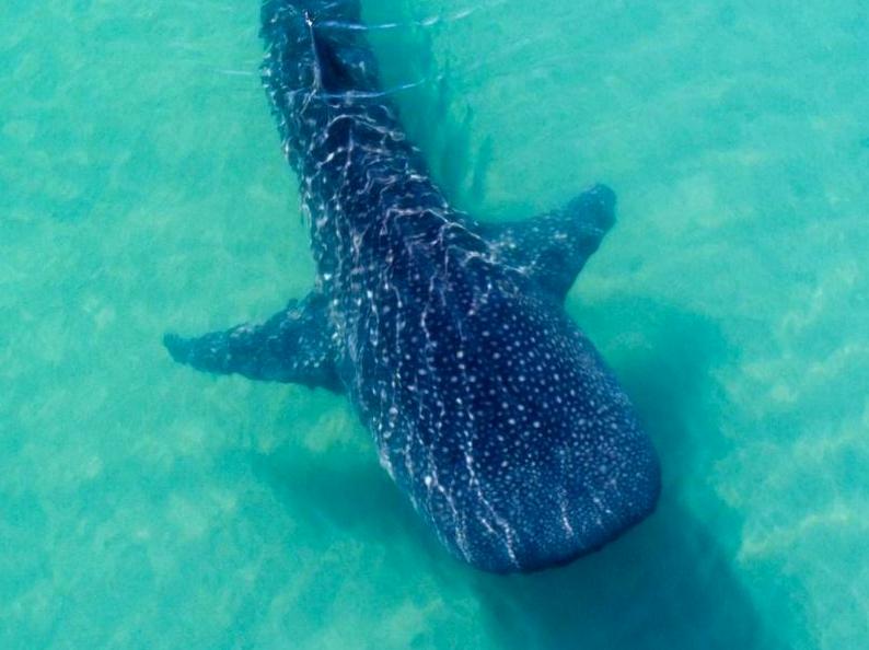 Encounter Majestic Whale Sharks While Snorkeling