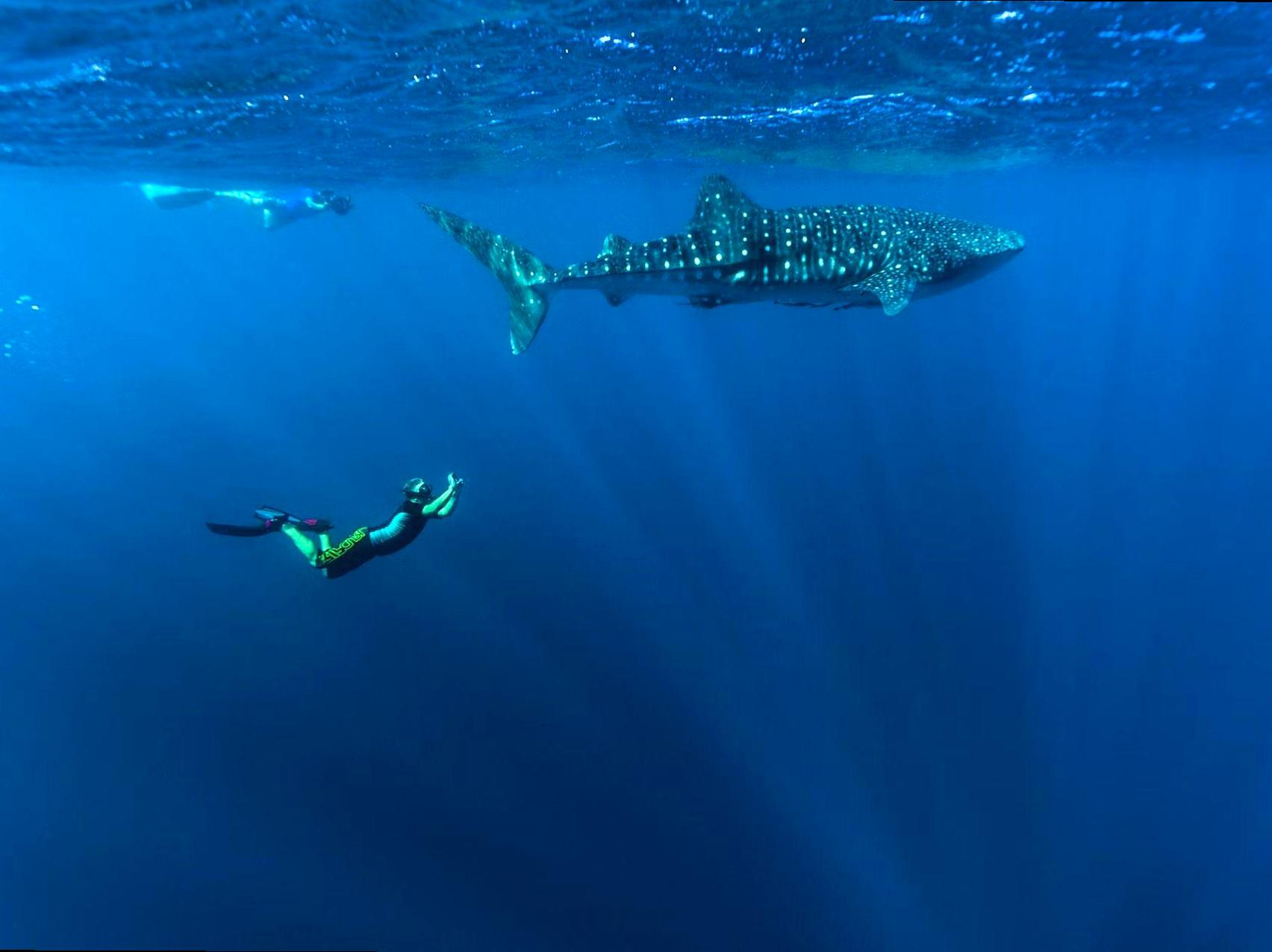 Dive into the World of Whale Sharks in Their Habitat