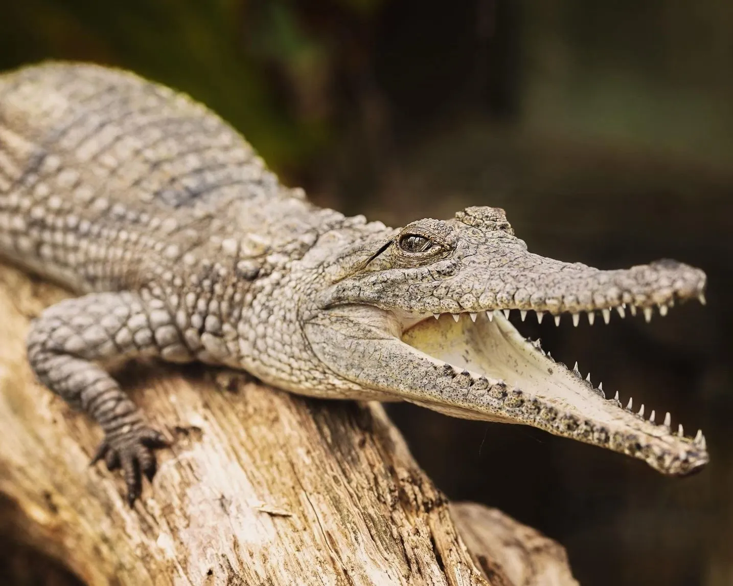 Wildlife and Safety, Katherine Gorge