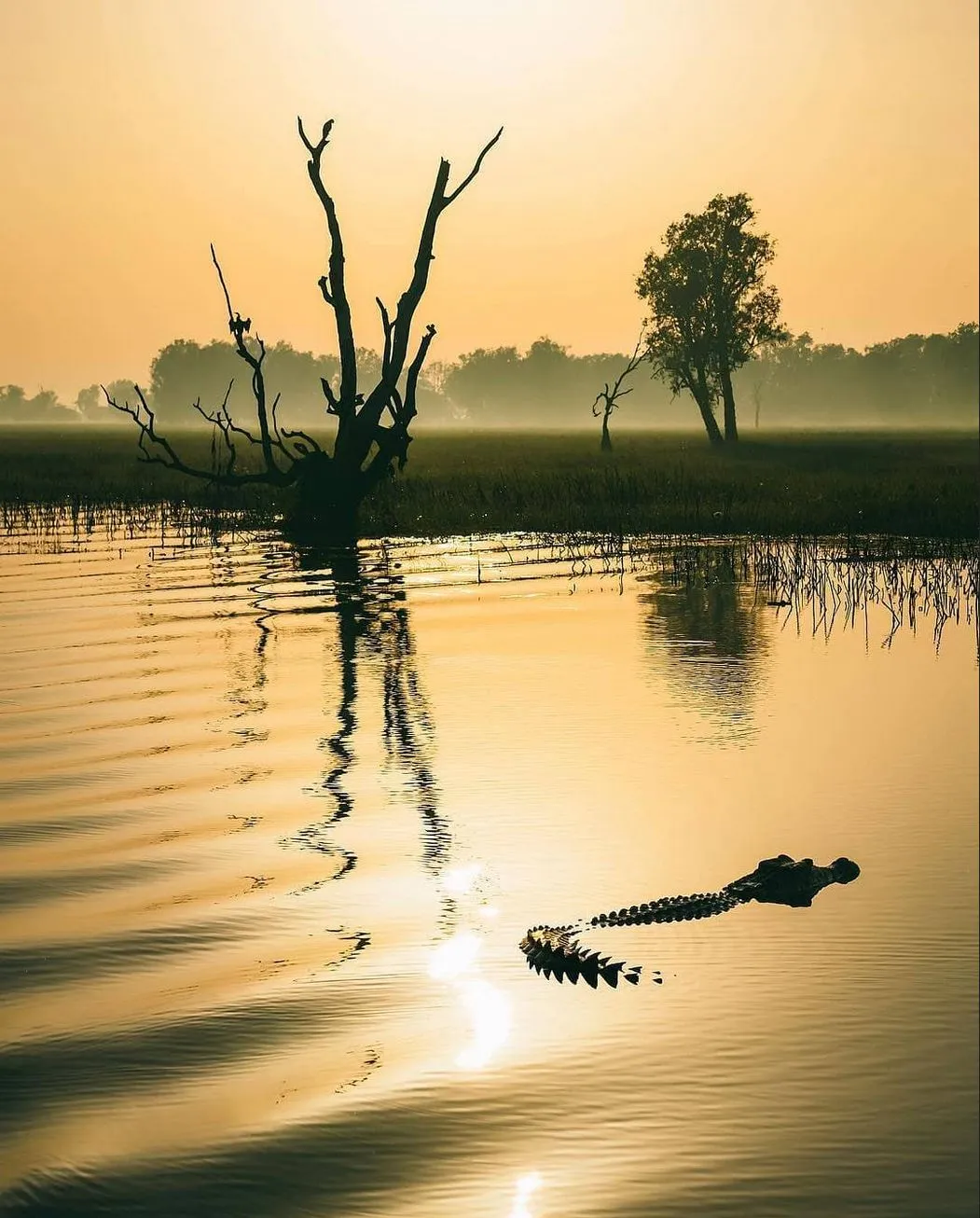 Yellow Water Billabong