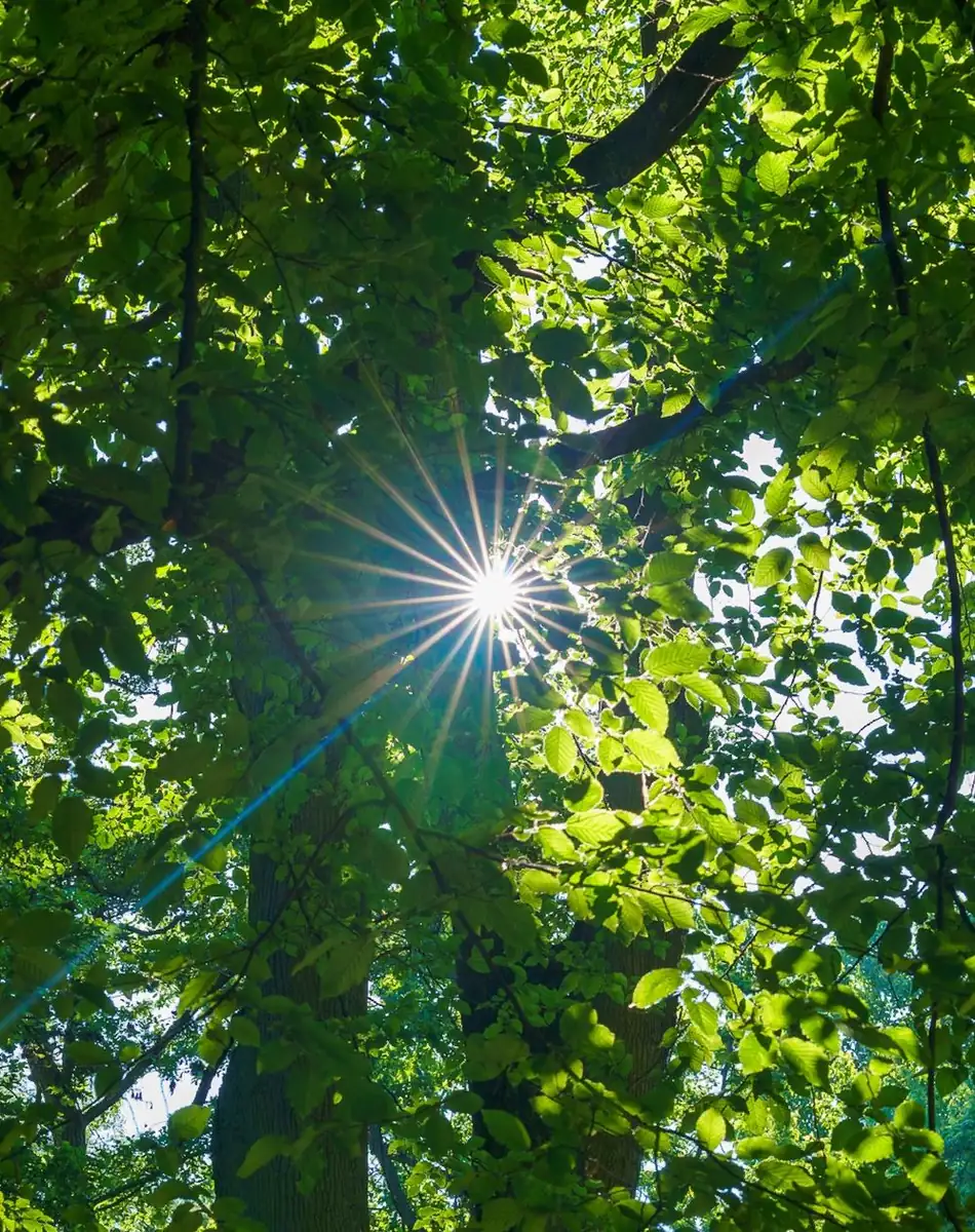 Get Ready For Rainforest Conditions